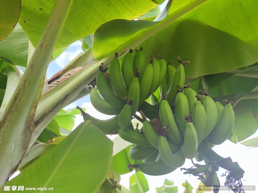 香蕉 果园 水果
