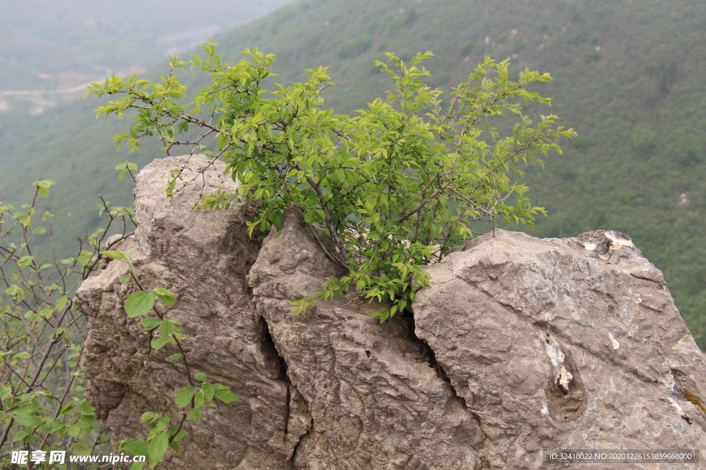 石缝中的一抹绿