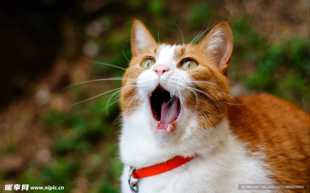 张嘴橘猫