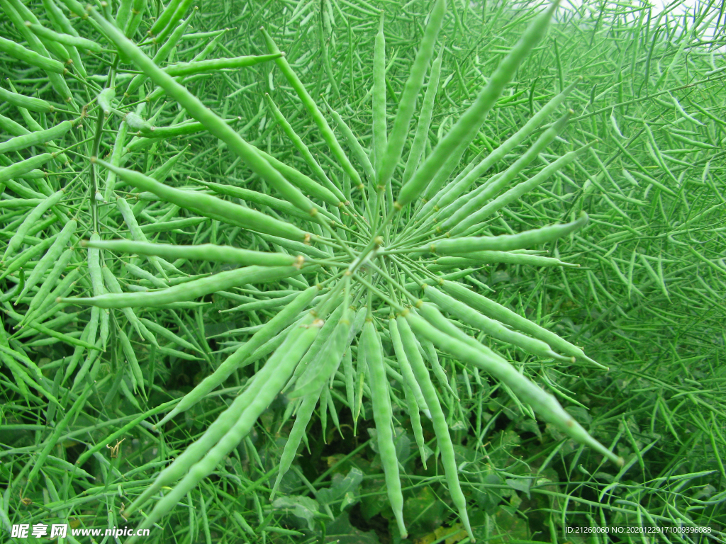 油菜