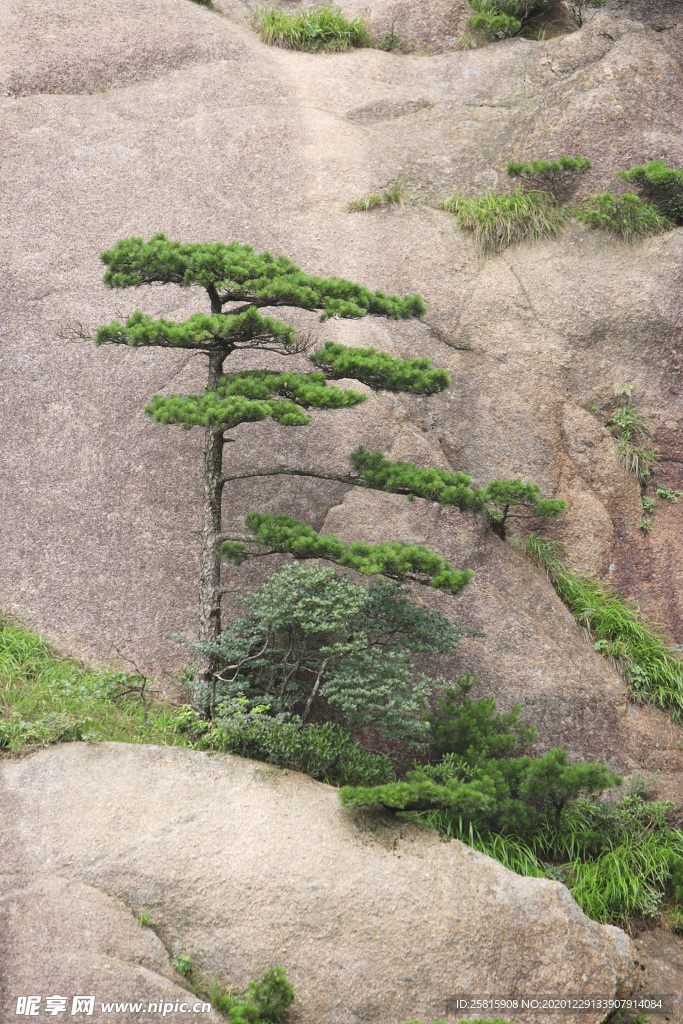 黄山奇松