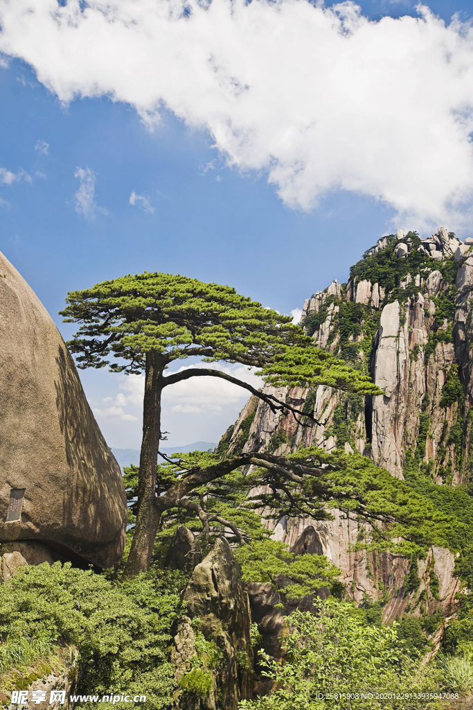 黄山奇松