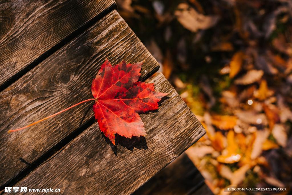 木桌枫叶