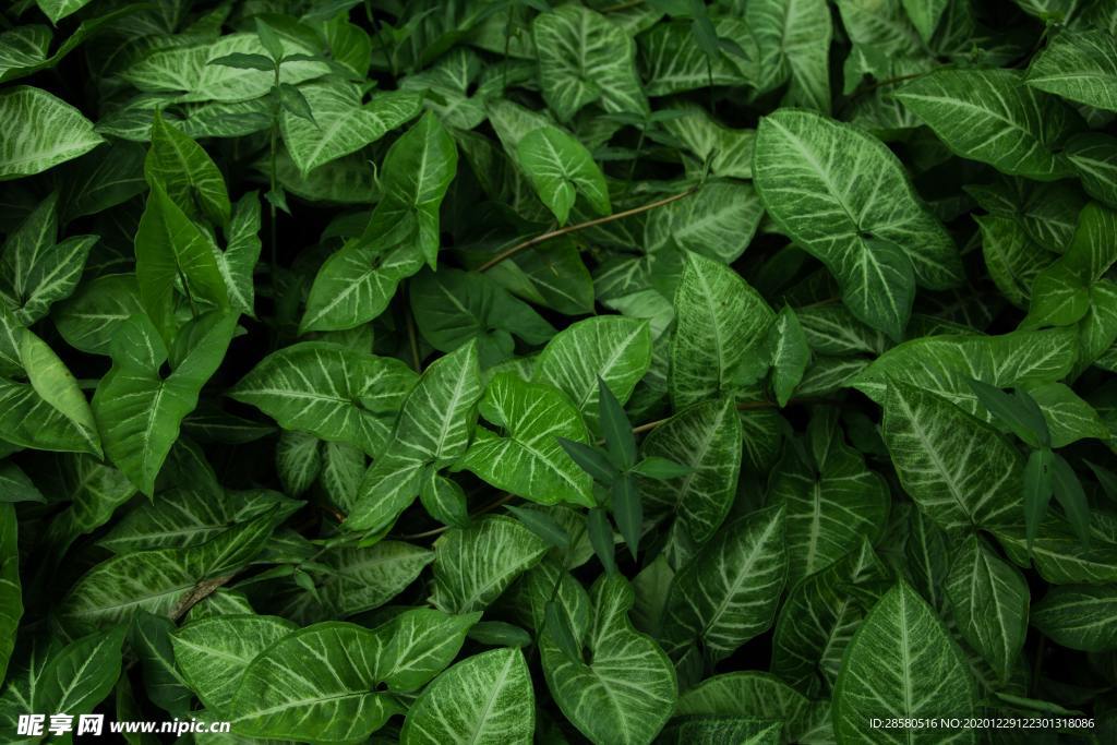 热带绿叶