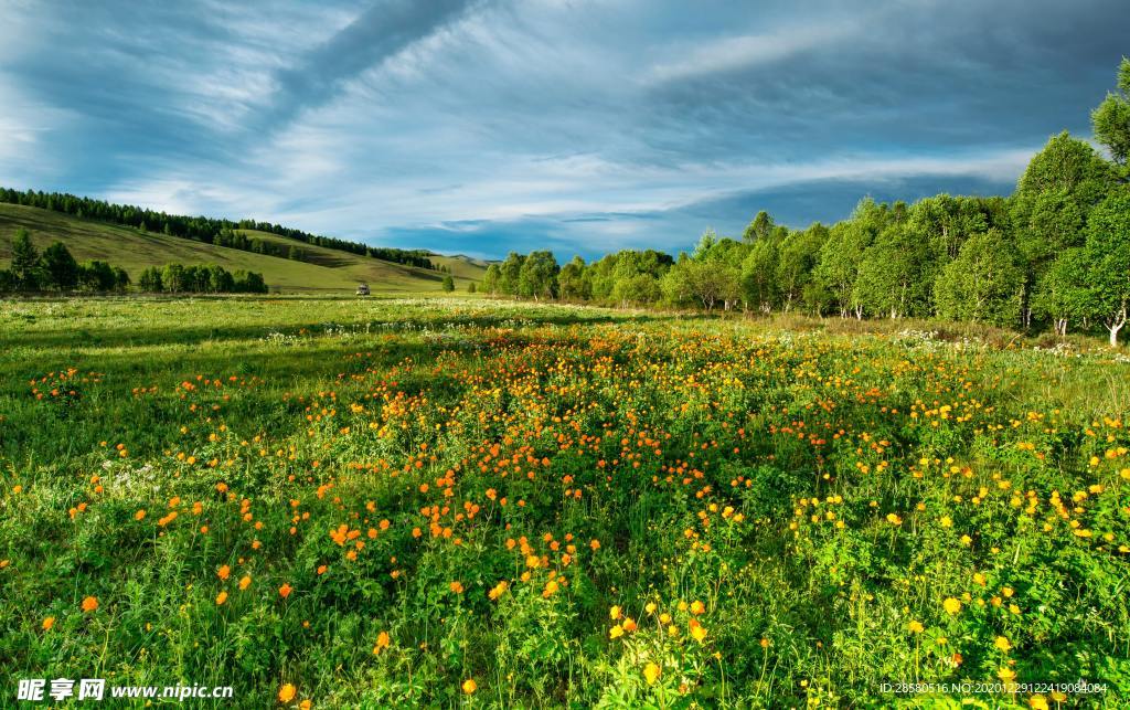 蓝天草地 花圃
