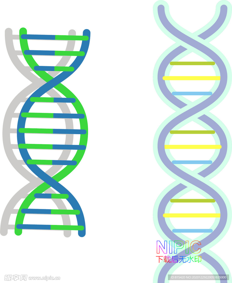 dna分子结构图
