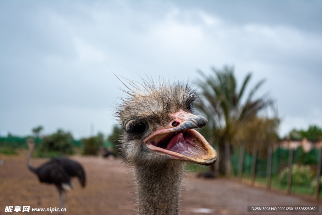 高清鸵鸟