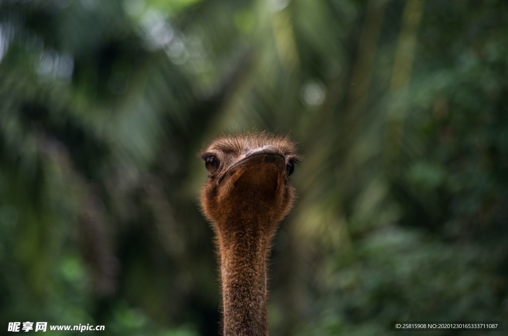 高清鸵鸟