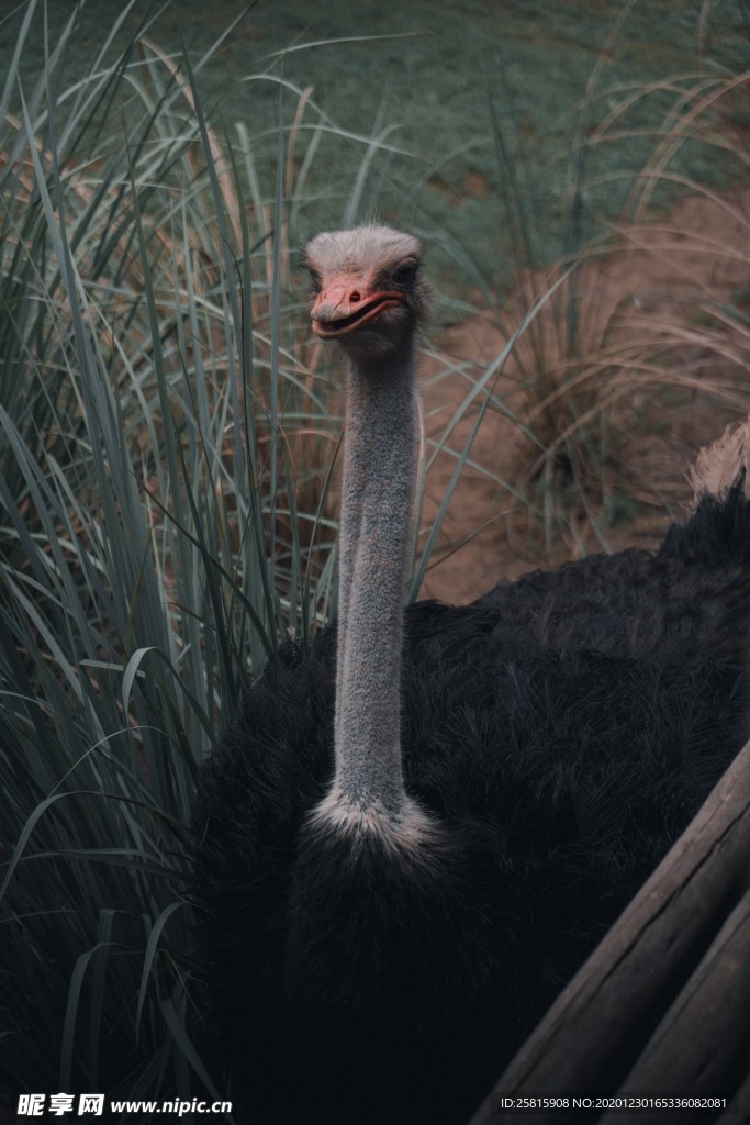 高清鸵鸟