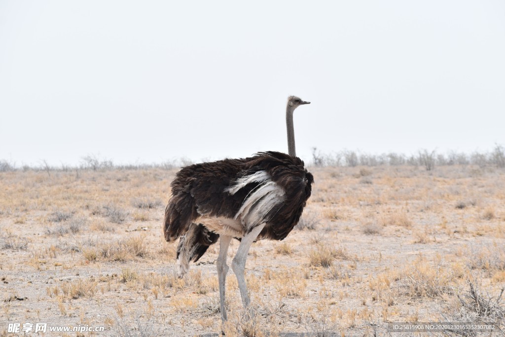 鸵鸟图 鸵鸟头部 鸵鸟翅膀