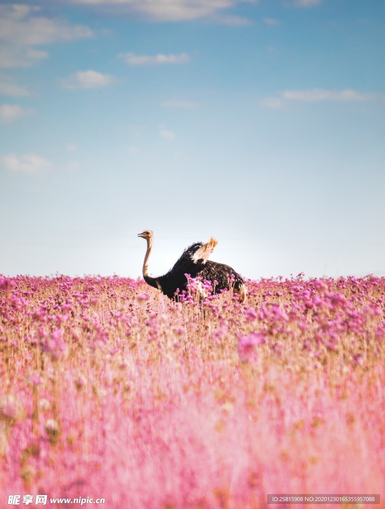 高清鸵鸟
