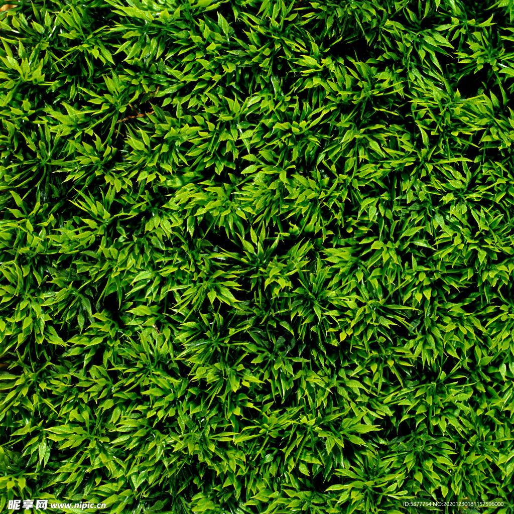 茶叶 树叶 草坪 小草