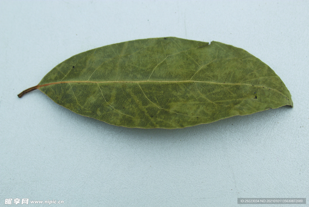 香叶   香料    食物原料