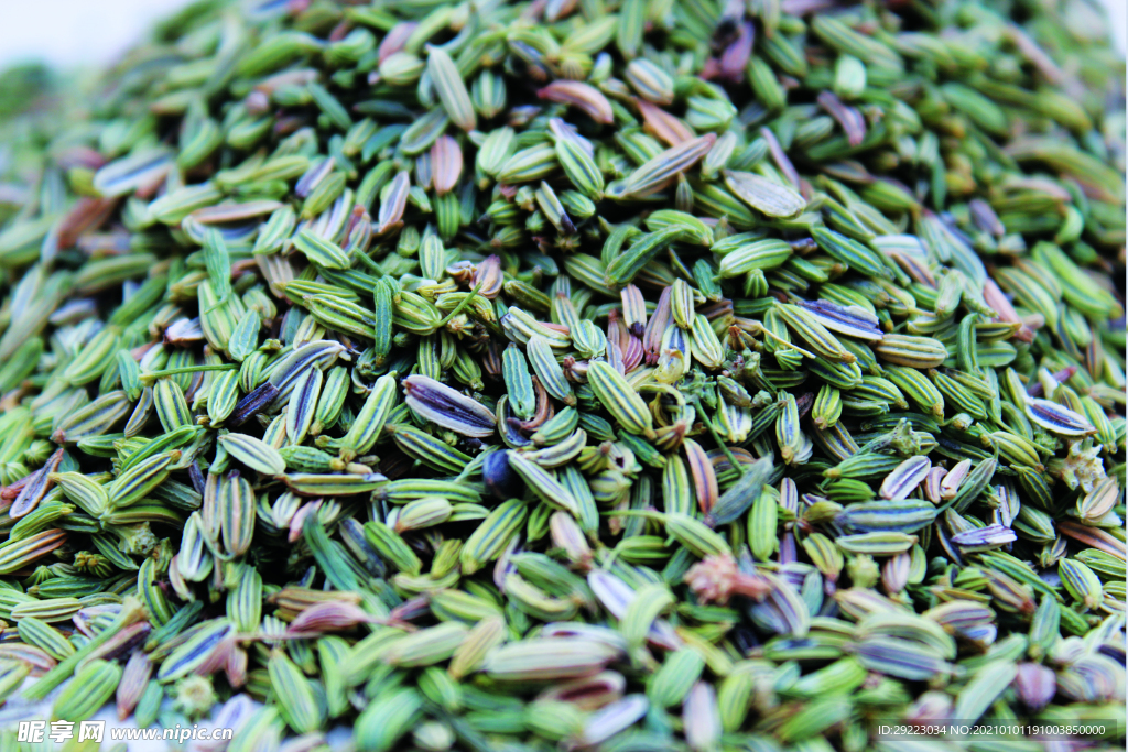 茴香   香料   食物原料