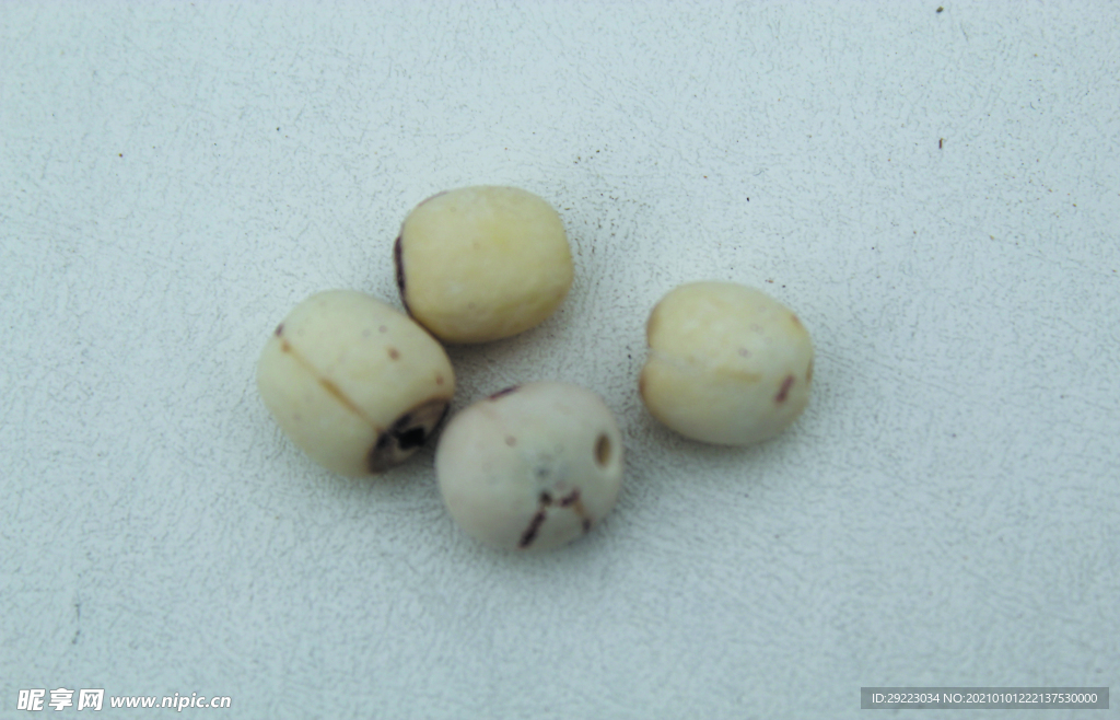 莲子       食品原料