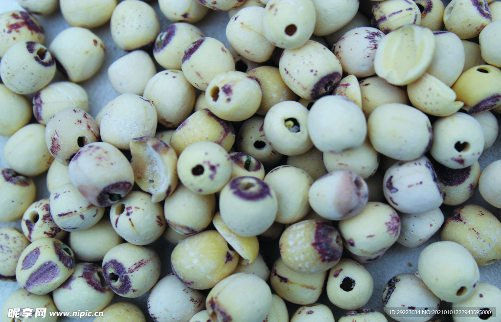 莲子       食品原料