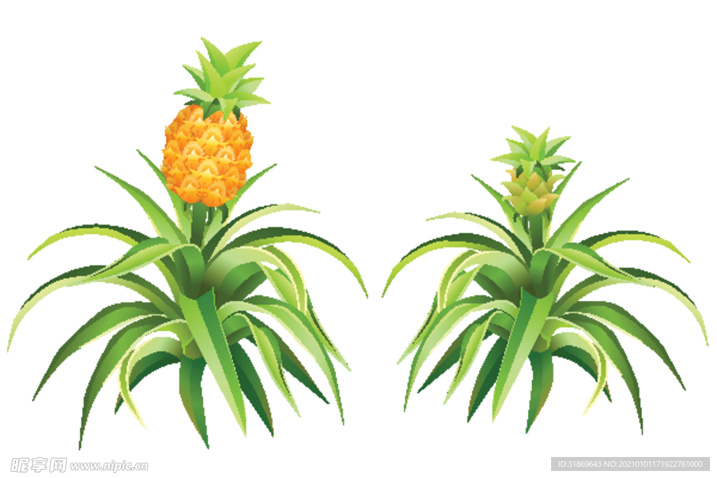 凤梨 菠萝 水果