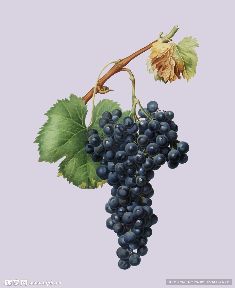 葡萄 水果 蔬菜