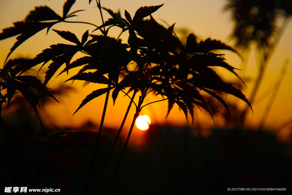 夕阳 风景