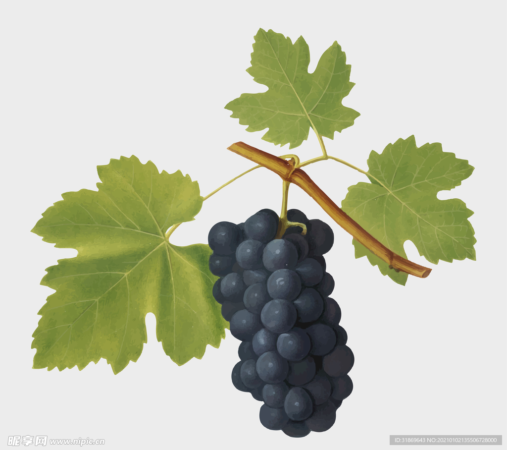 葡萄 水果 蔬菜