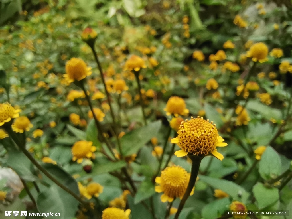 小黄花