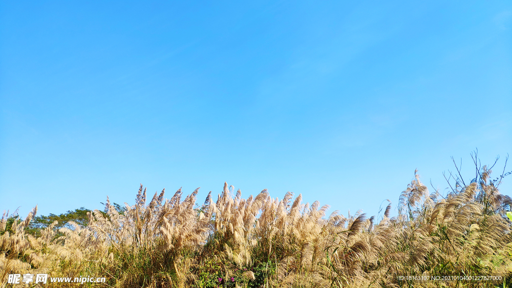 蓝天下的芦苇丛