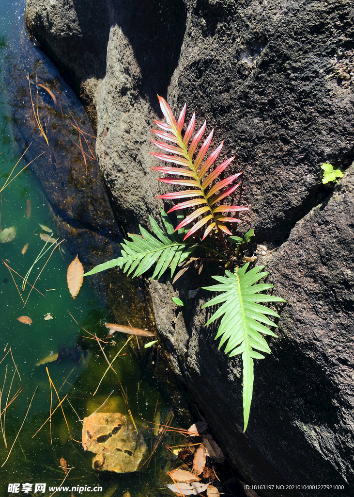 石缝上的蕨类植物