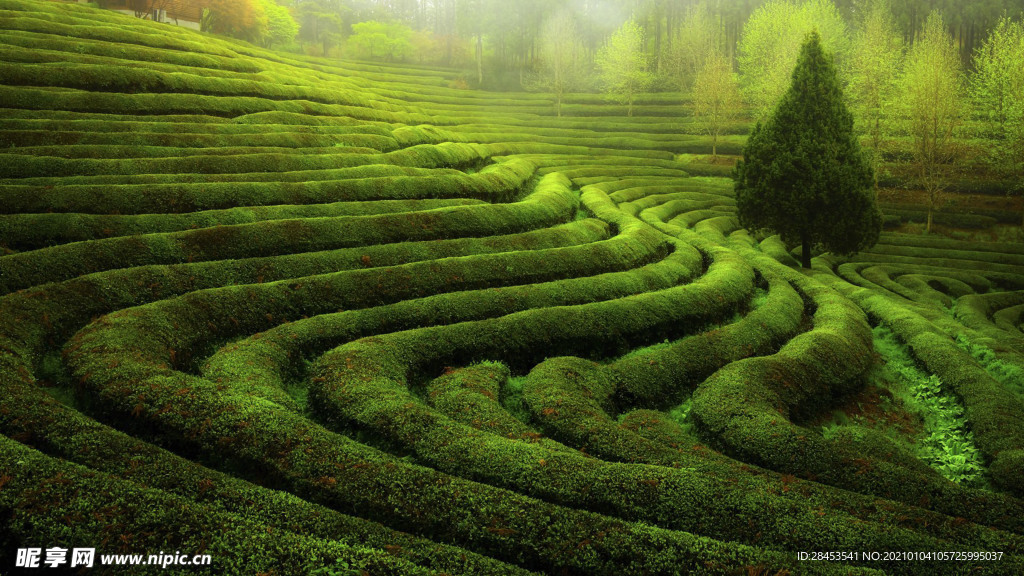 风景