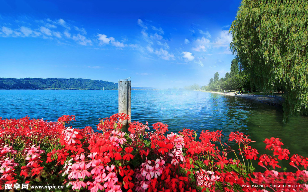 植物特写