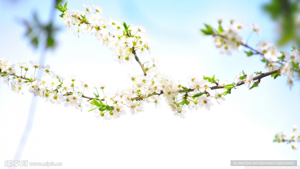 植物特写