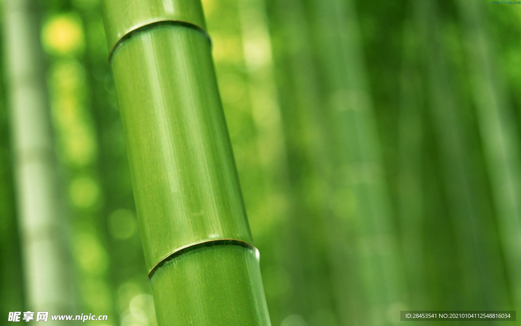 植物特写