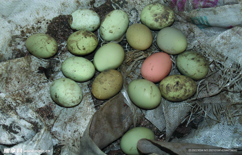 土鸡蛋   乌鸡鸡蛋