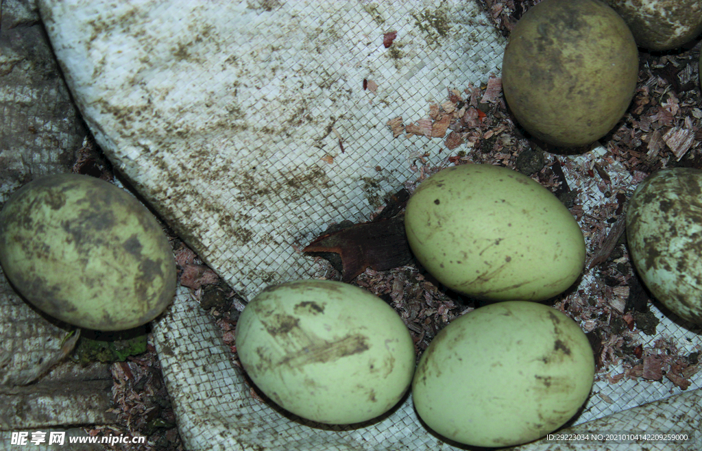 土鸡蛋   乌鸡鸡蛋