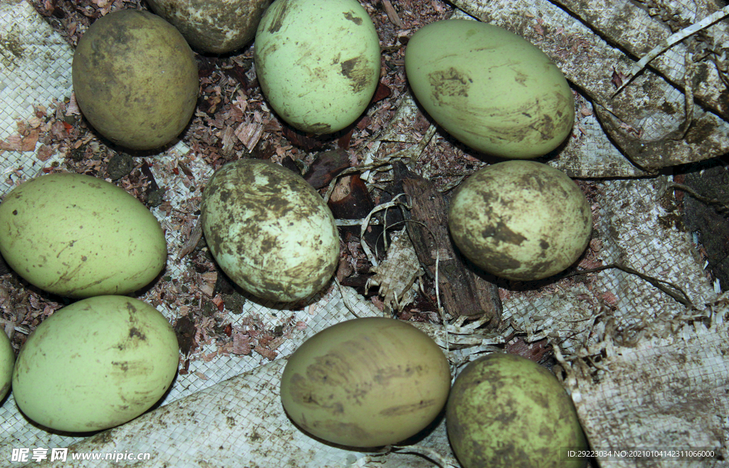 土鸡蛋   乌鸡鸡蛋
