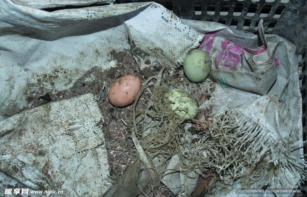 土鸡蛋   乌鸡鸡蛋