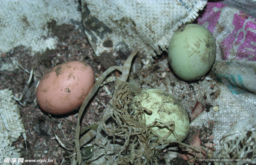 土鸡蛋   乌鸡鸡蛋