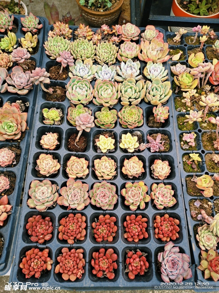 多肉植物