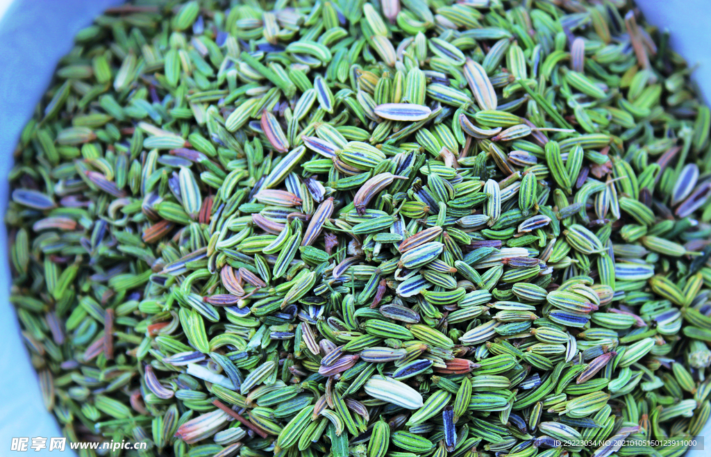 茴香  香料  食物原料