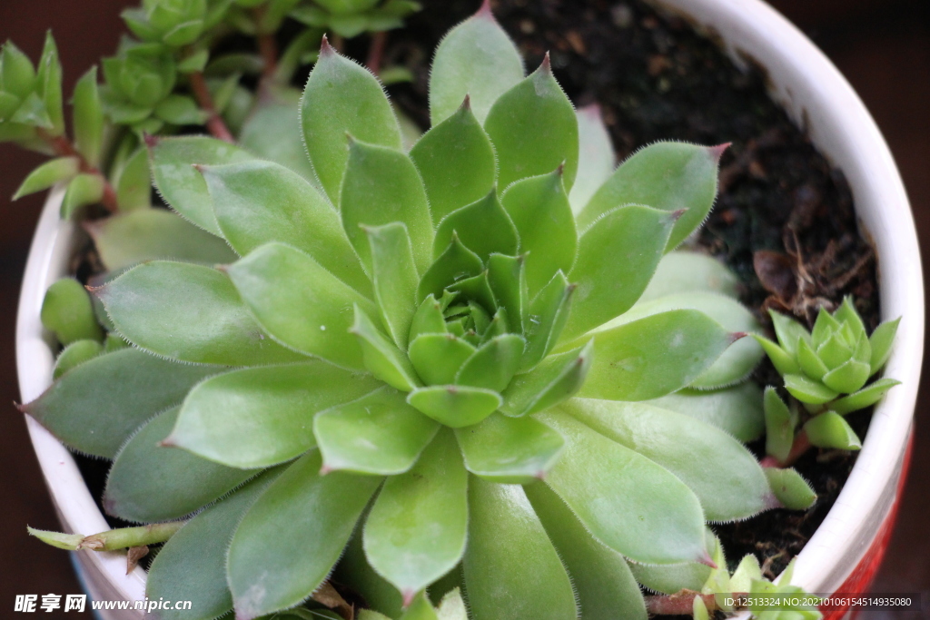多肉
