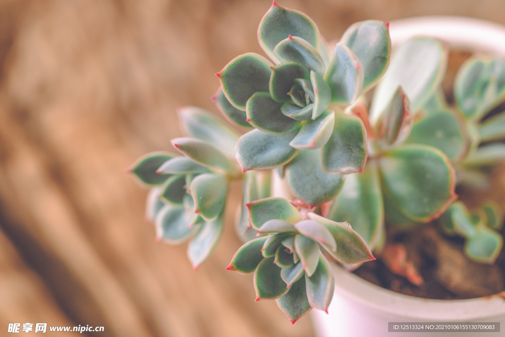 多肉
