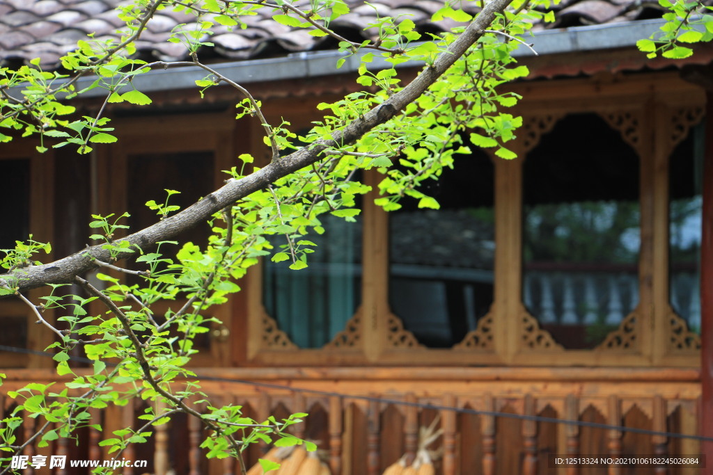 银杏树