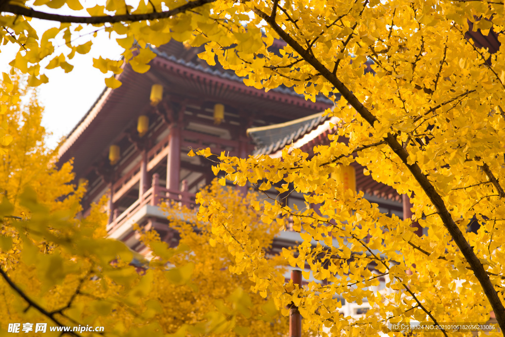 银杏树
