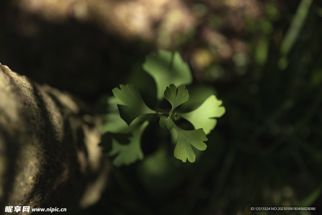 银杏叶