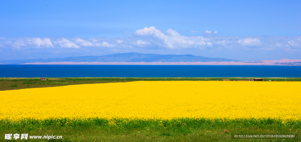青海湖油菜花
