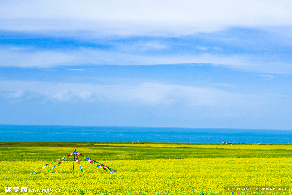 青海湖油菜花