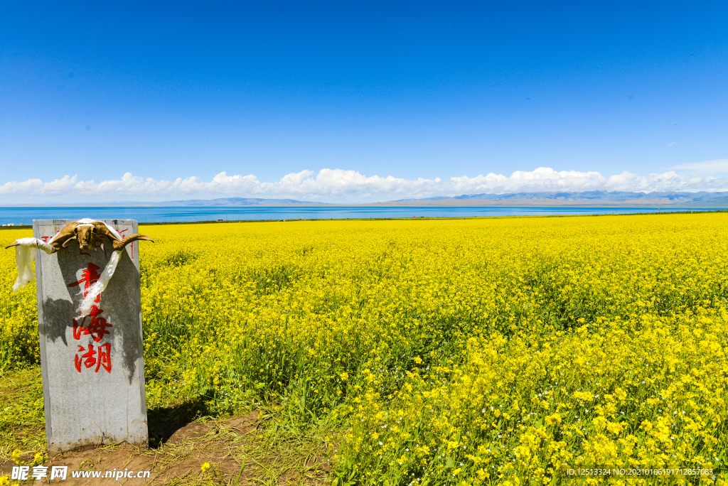 青海湖油菜花