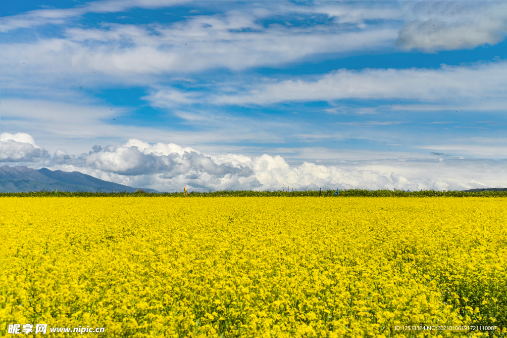 青海湖油菜花
