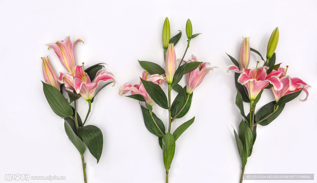 百合花