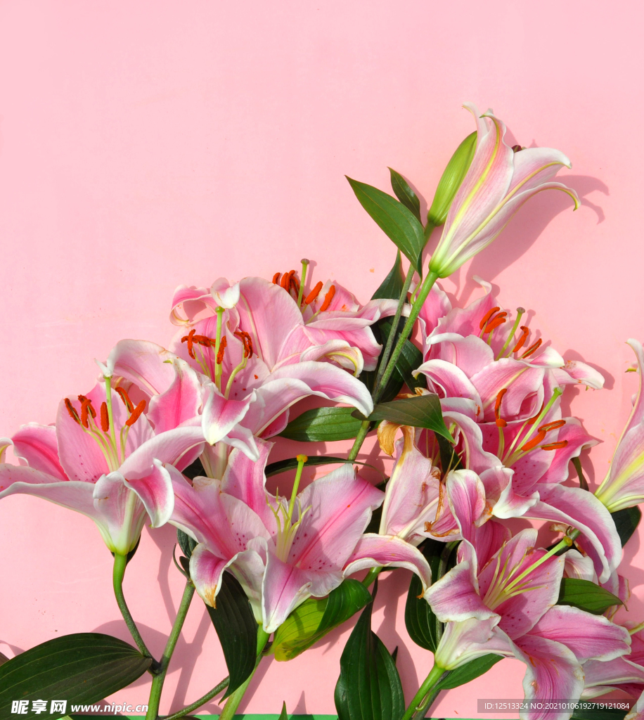 百合花