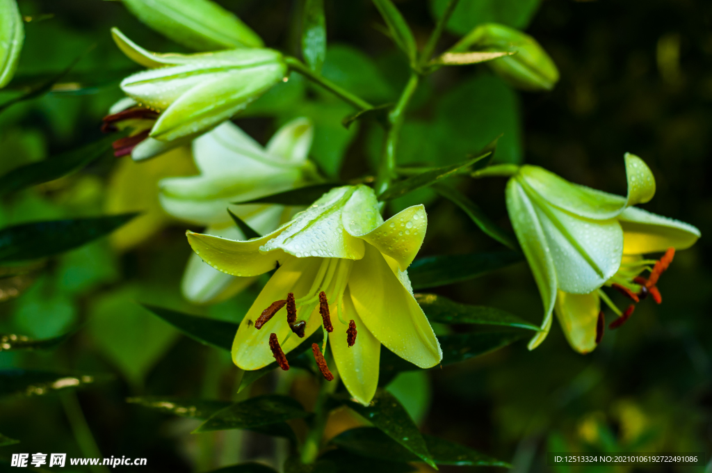 百合花